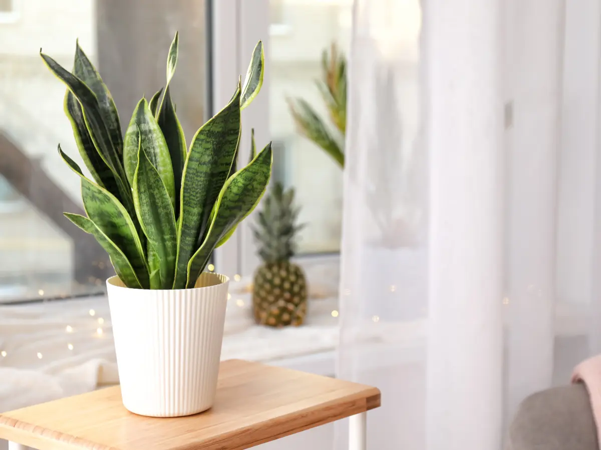 Topf mit Sansevieria-Pflanze auf einem Holztisch vor einem Fenster.